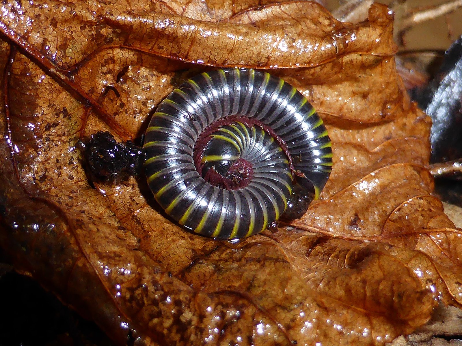 Bumblebee Millipede (Anadenobolus monilicornis)
