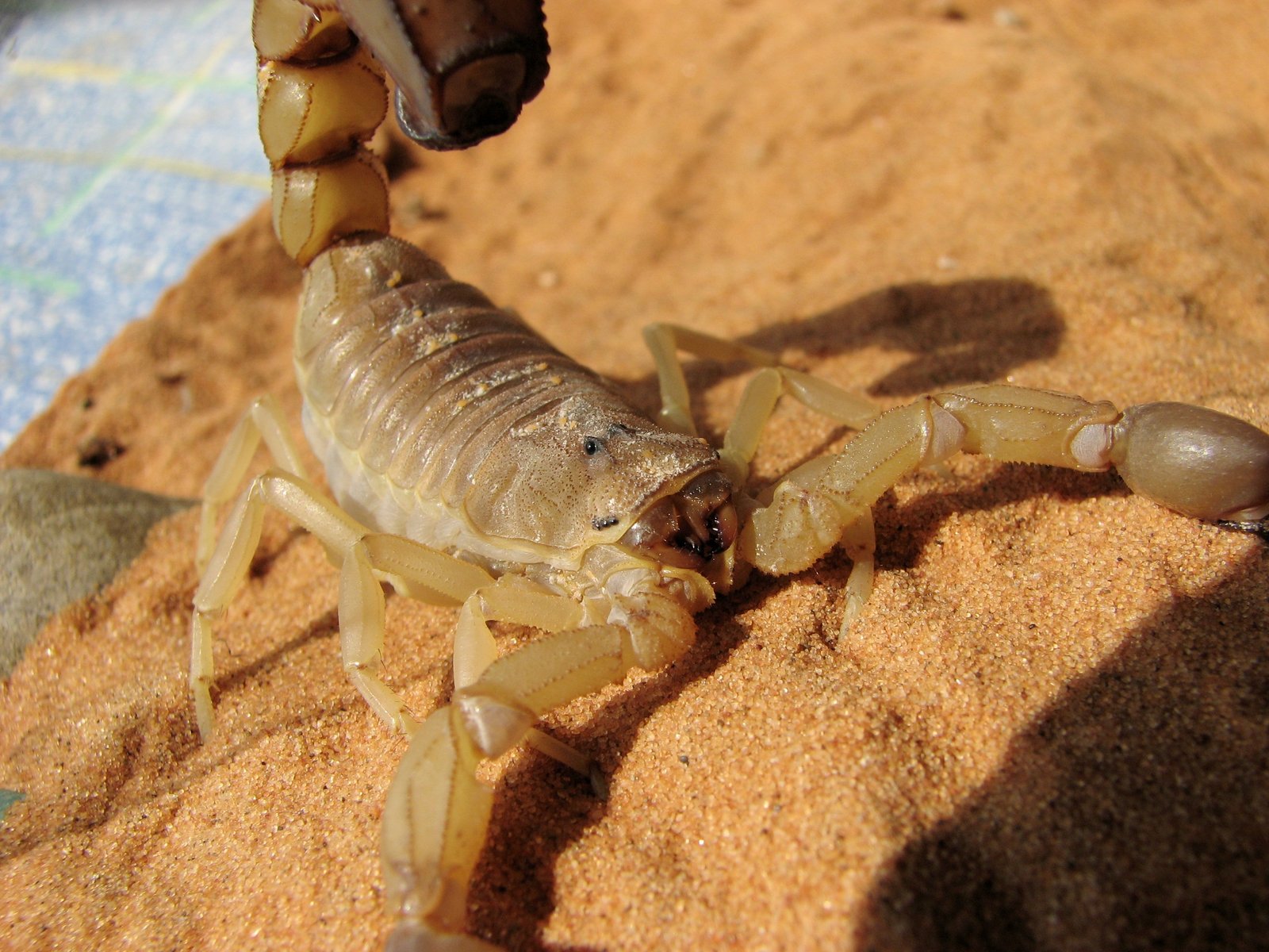 Sahara Yellow Fat-Tail (Androctonus australis)