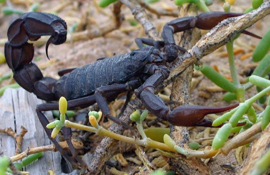 Black Fat-Tail Scorpion (Androctonus crassicauda)
