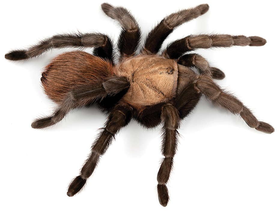 Aphonopelma anax