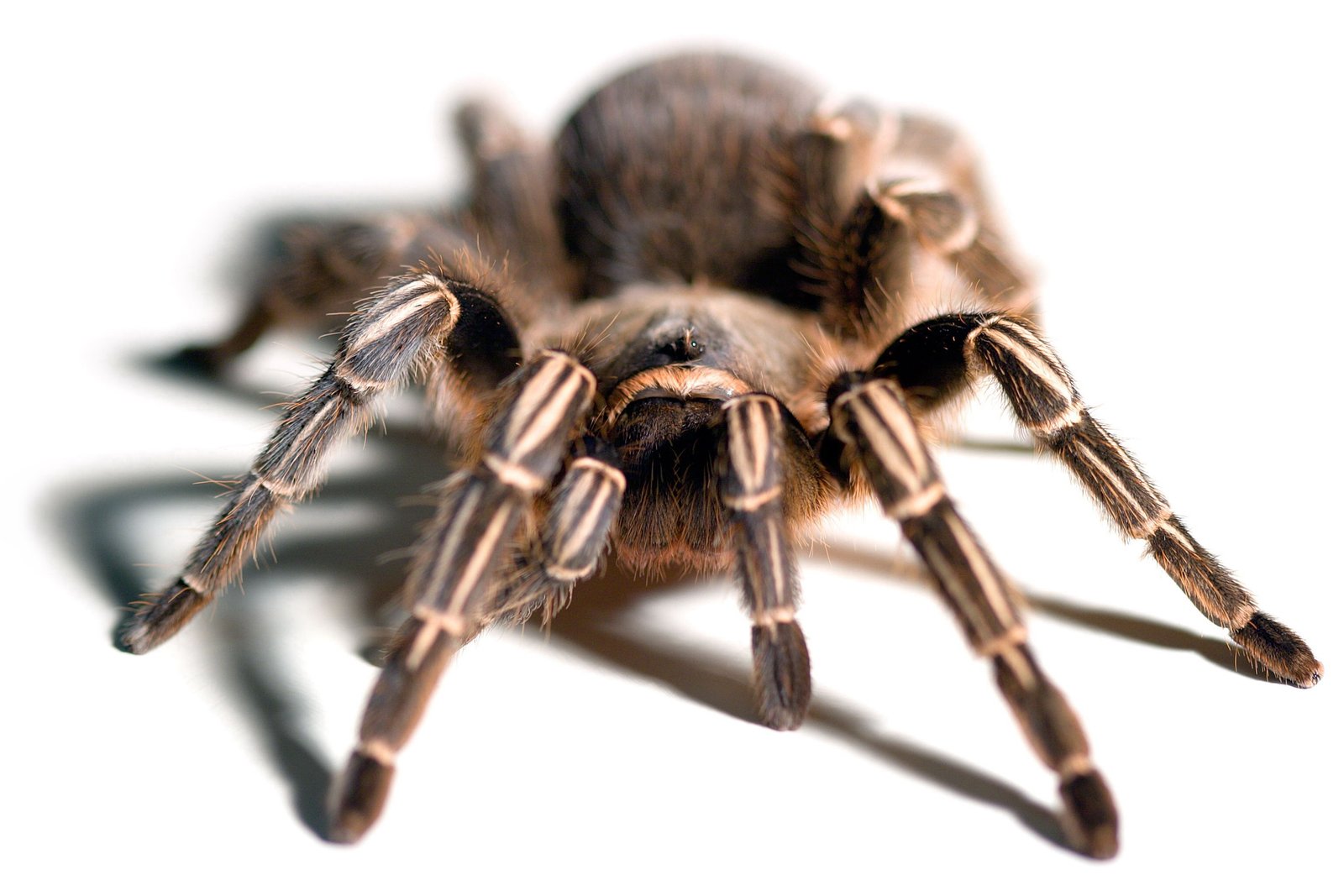 Costa Rican Striped Knee (Aphonopelma seemanni)