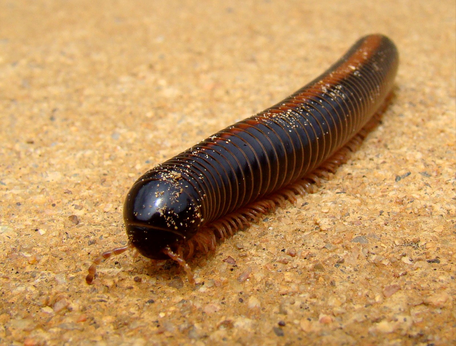 Giant African Millipede (Archispirostreptus gigas)