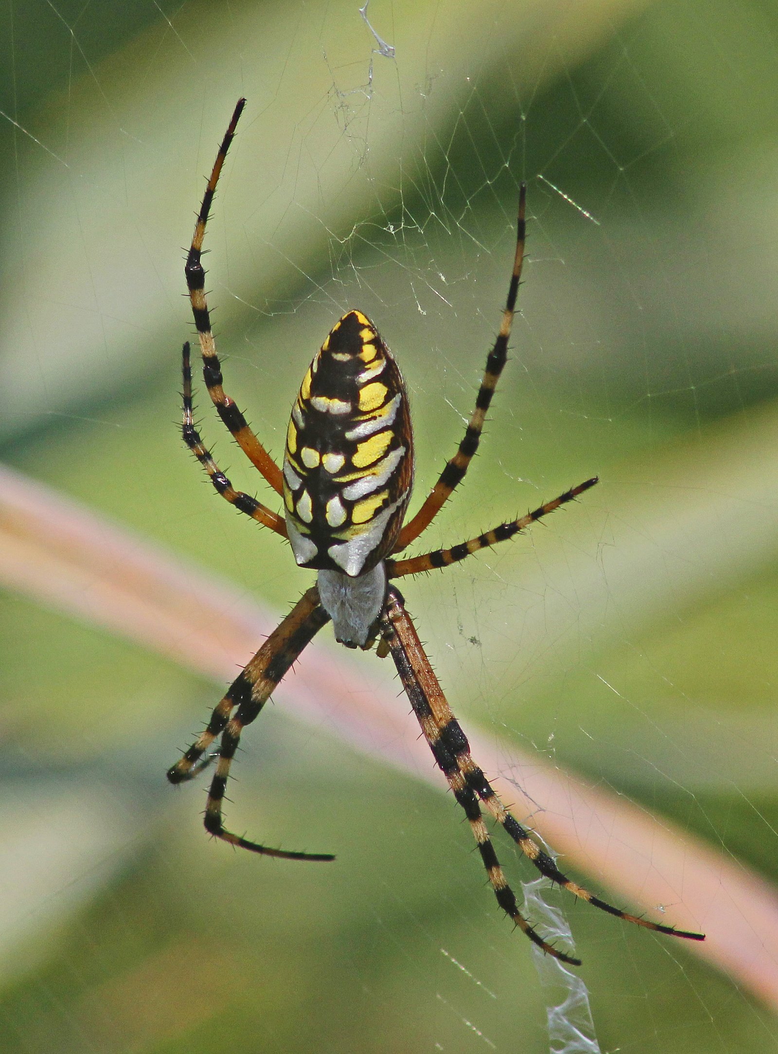 Yellow Garden Spider (Argiope aurantia)