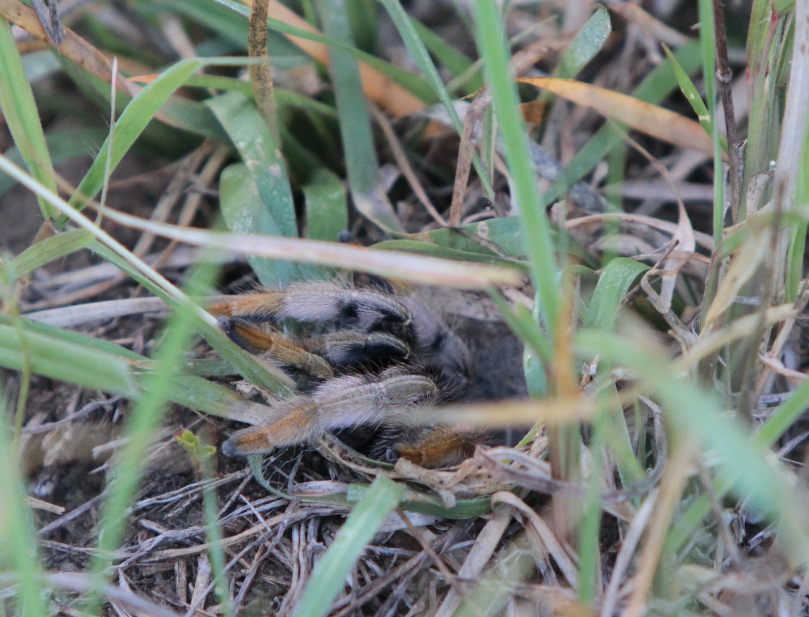 Gold Blush Baboon (Augacephalus breyeri)
