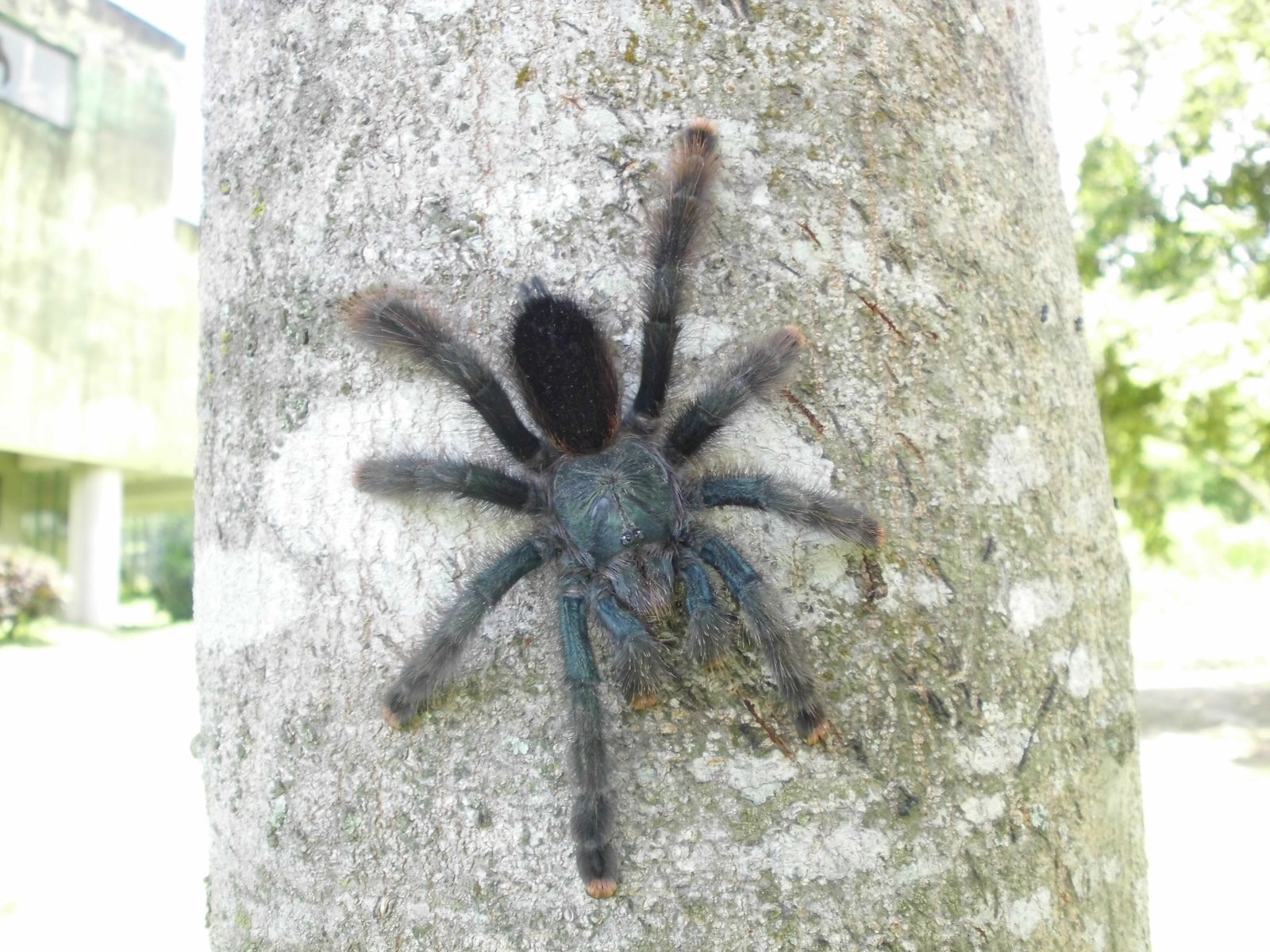 Avicularia avicularia