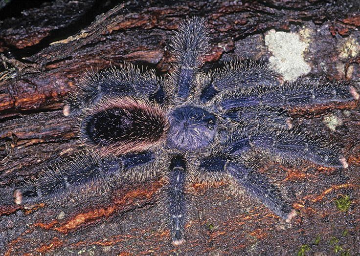 Avicularia juruensis