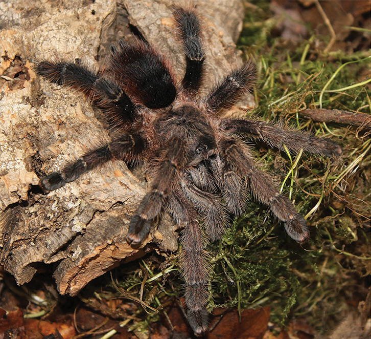 Tarapoto Pinktoe (Avicularia merianae)