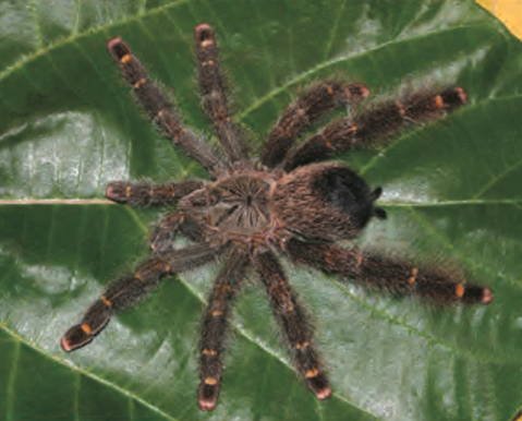 Yellow Banded Pinktoe (Avicularia rufa)
