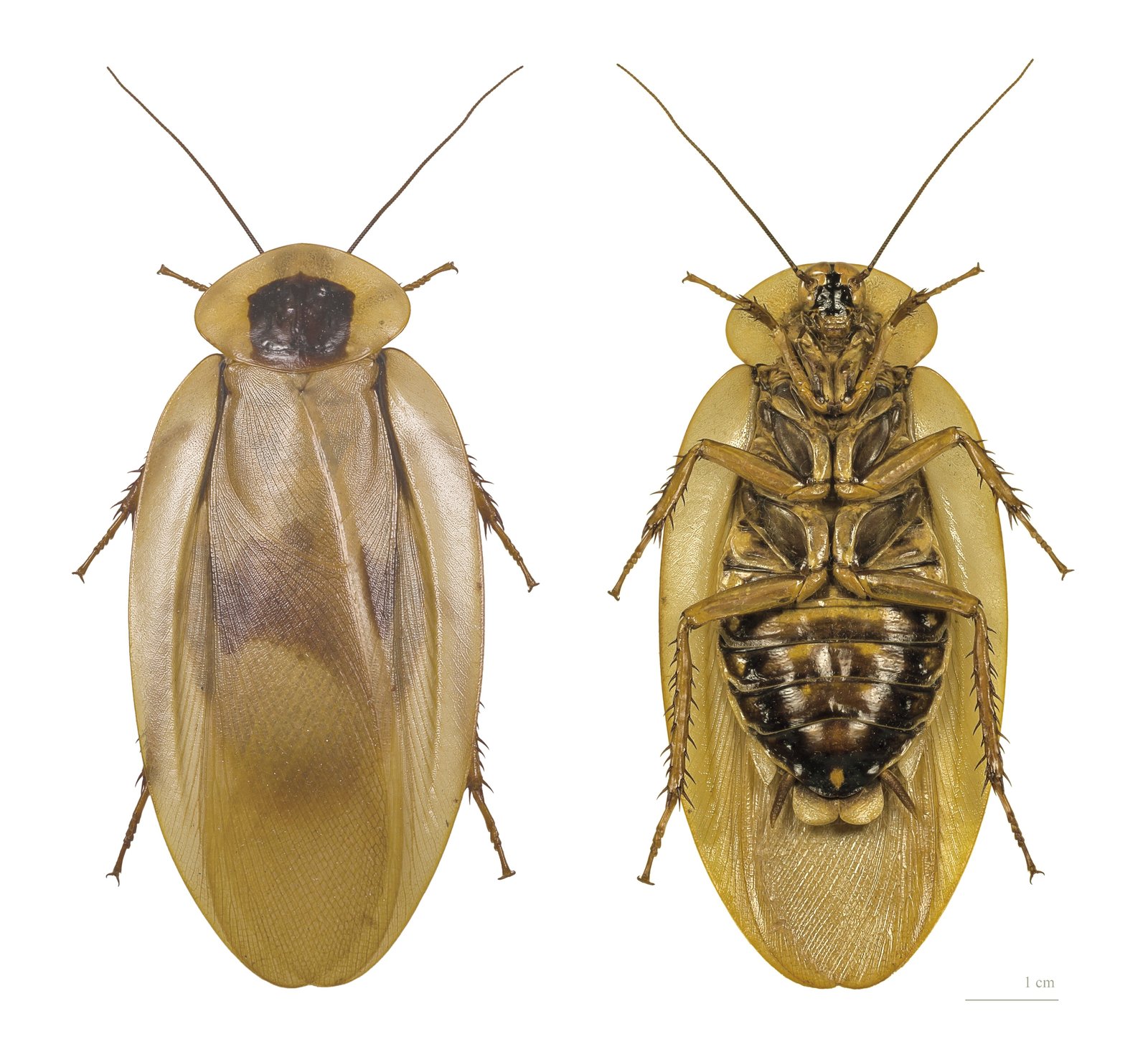 Giant Cave Roach (Blaberus giganteus)