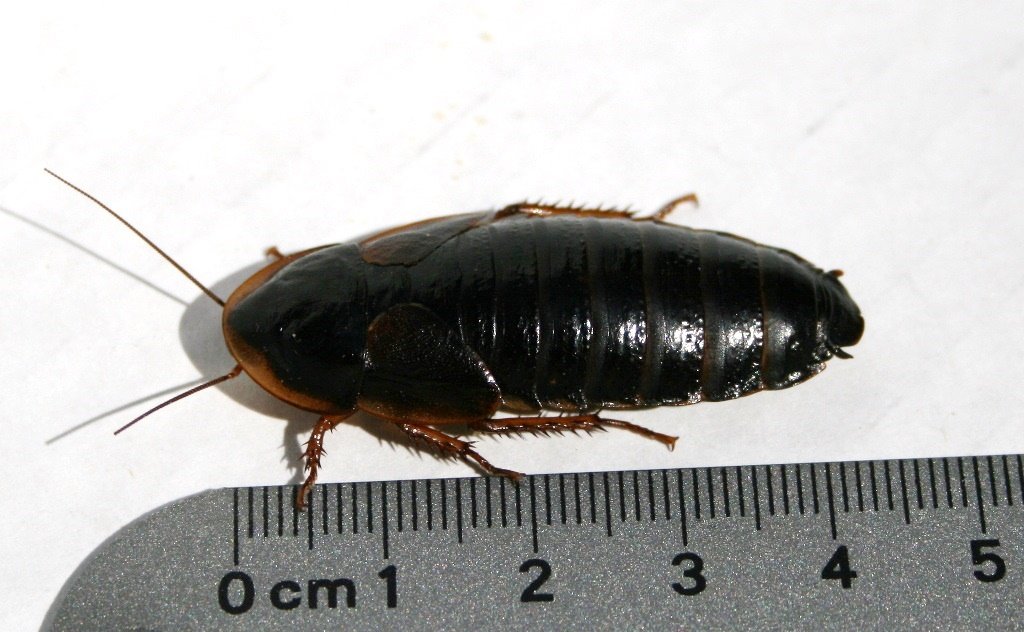 Dubia Roach (Blaptica dubia)