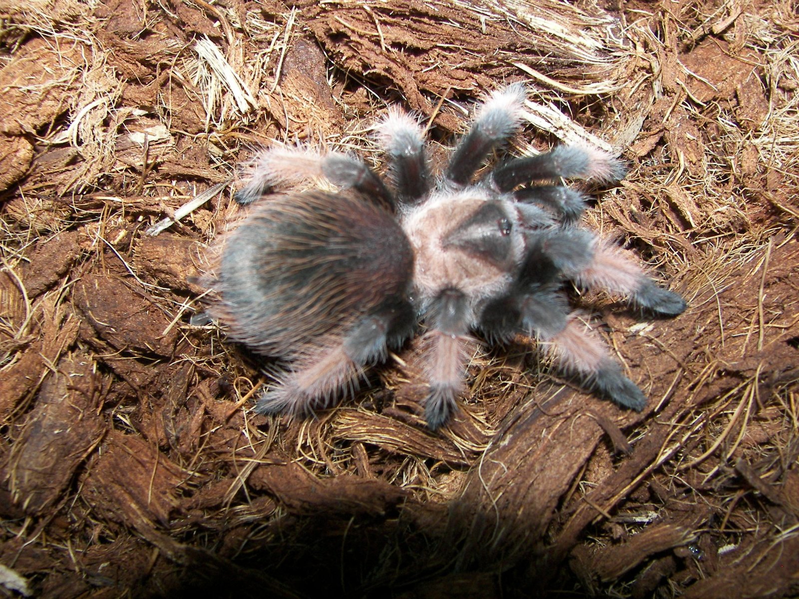 Brachypelma emilia