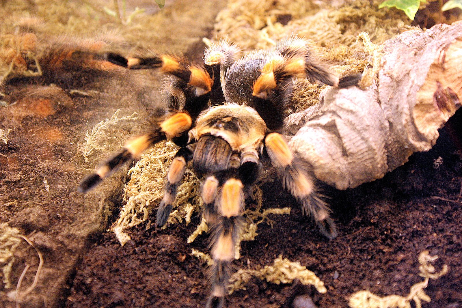 Brachypelma smithi
