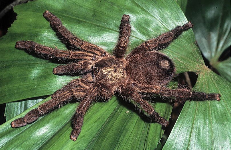 Puerto Rican Pinktoe (Caribena laeta)
