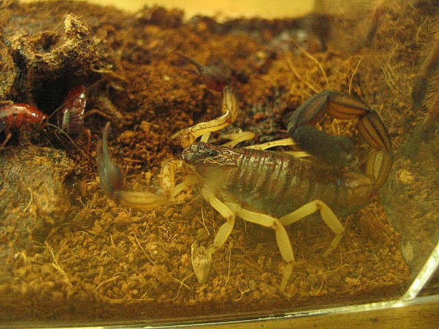 Bicolor Bark Scorpion (Centruroides bicolor)