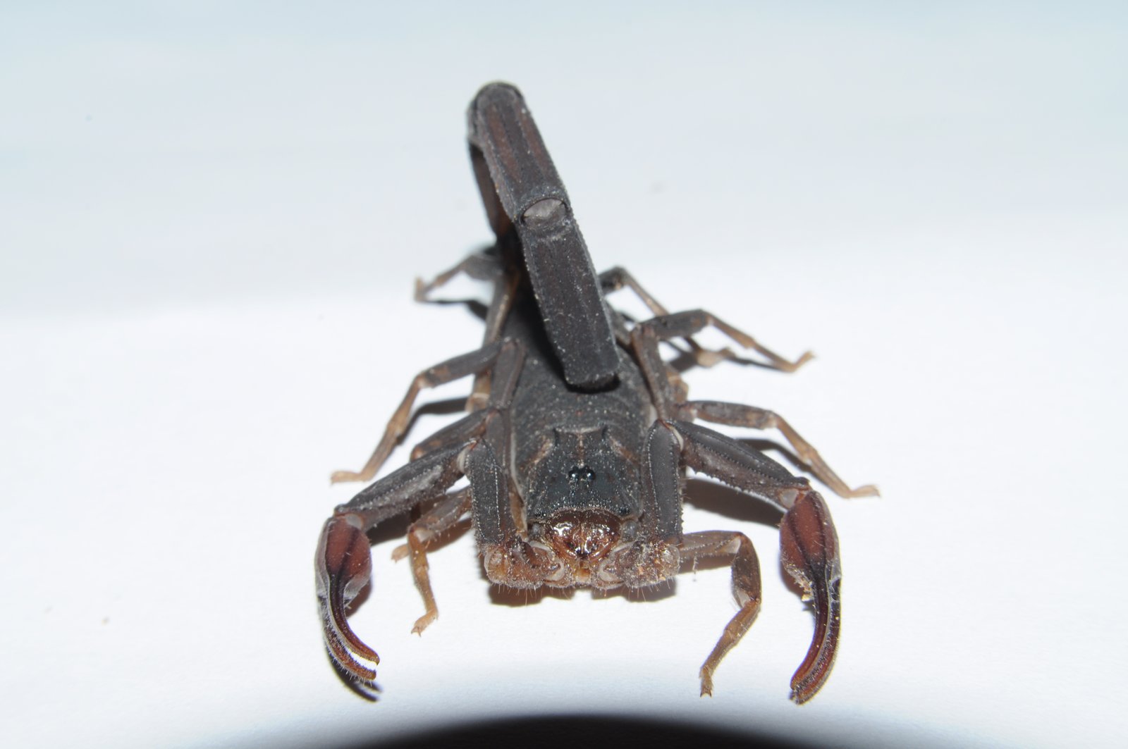 Florida Bark Scorpion (Centruroides gracilis)