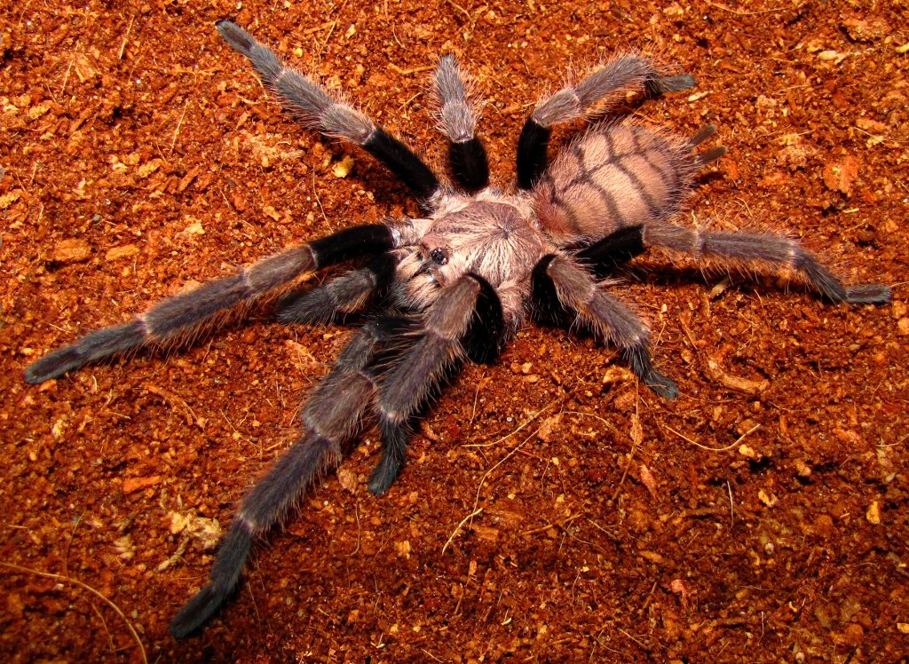 Chilobrachys fimbriatus