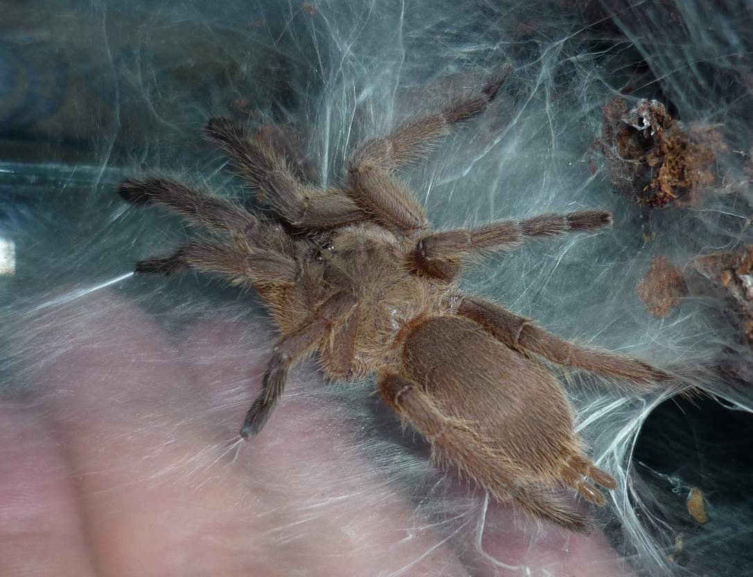Chilobrachys huahini