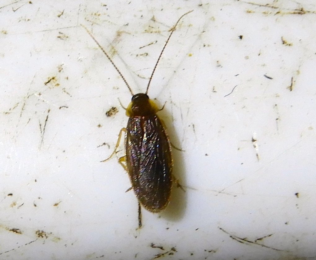 Schwarz's Hooded Roach (Compsodes schwarzi)