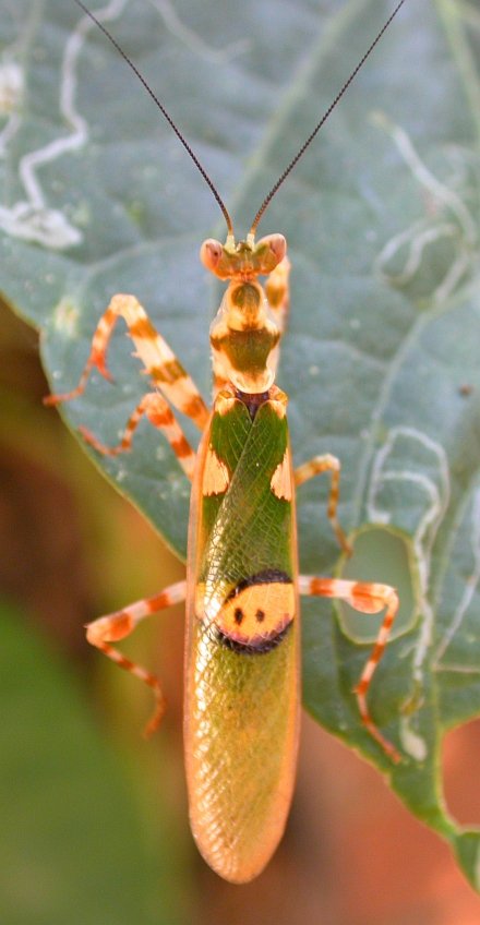 Jeweled Flower Mantis (Creobroter gemmatus)