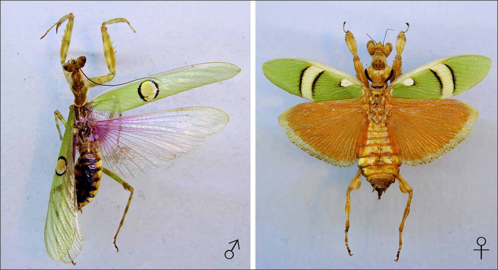 Indian Flower Mantis (Creobroter pictipennis)