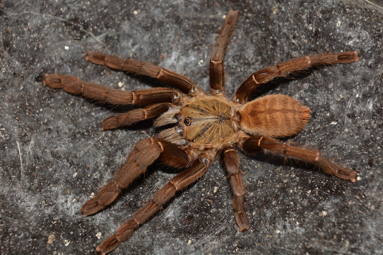 Cyriopagopus hainanus