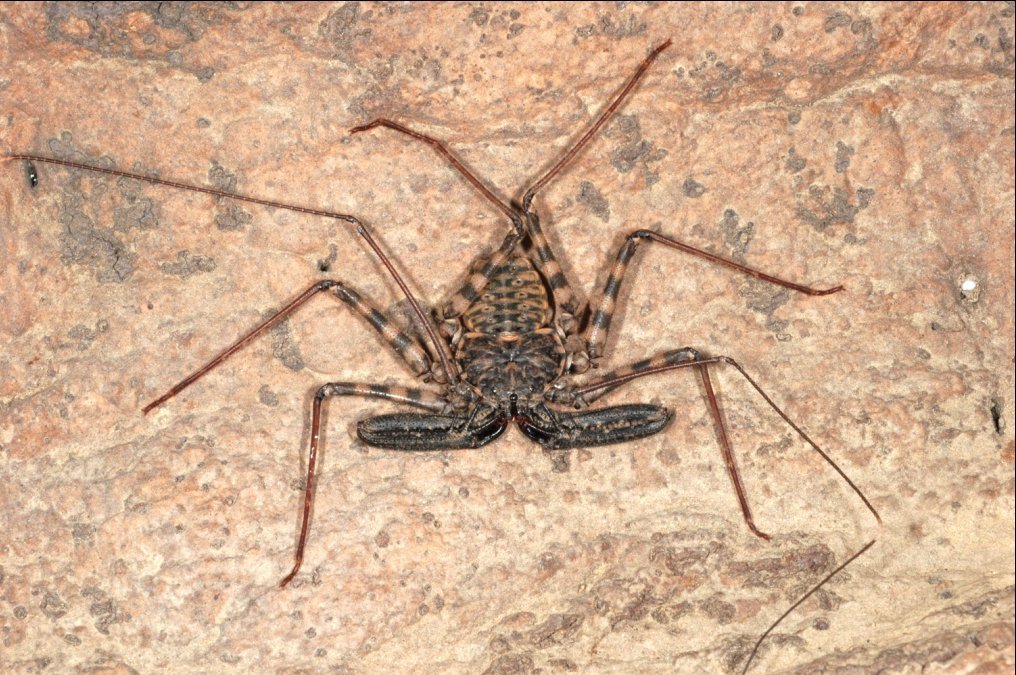 Tanzanian Giant Tailless Whip Scorpion (Damon diadema)