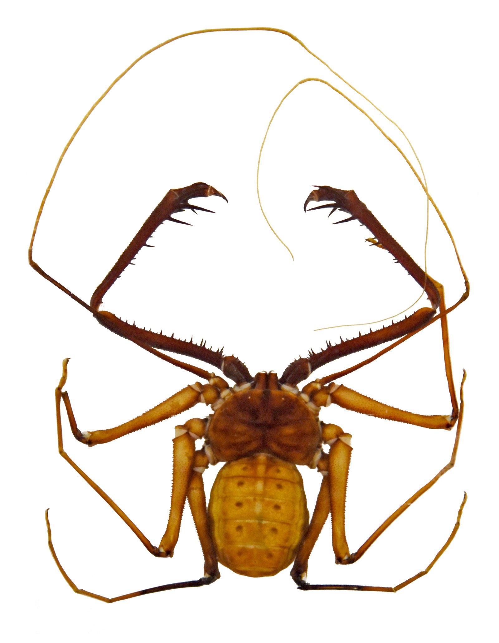 West African Giant Whip Spider (Damon medius)
