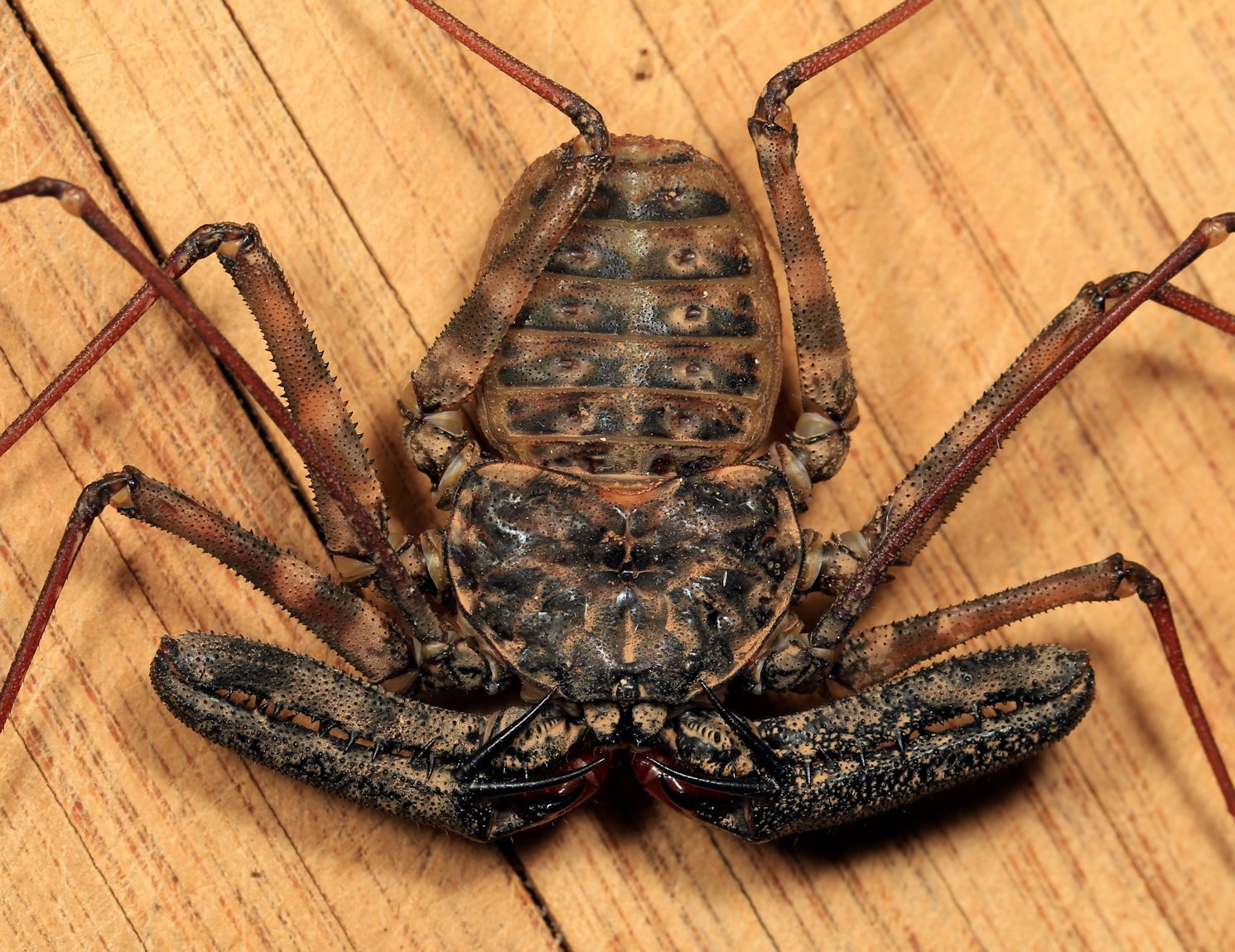 Common Tailless Whip Scorpion (Damon variegatus)