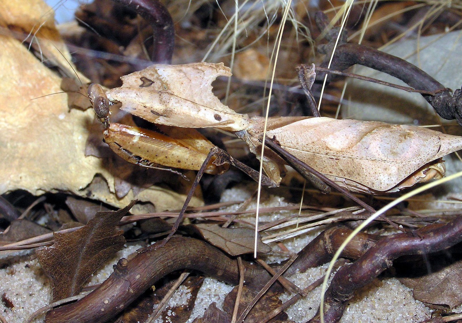 Giant Dead Leaf Mantis (Deroplatys desiccata)