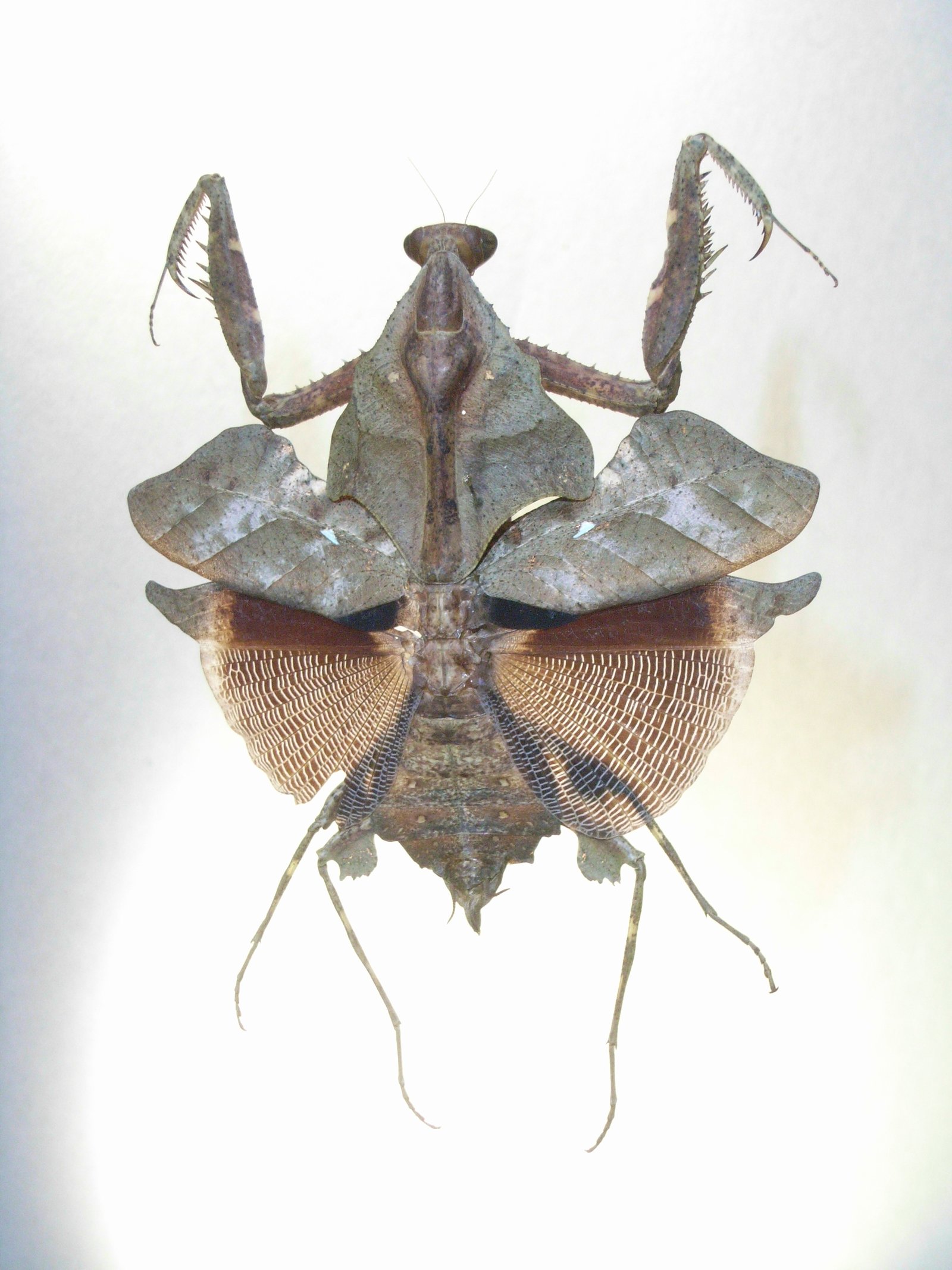 Malaysian Dead Leaf Mantis (Deroplatys lobata)