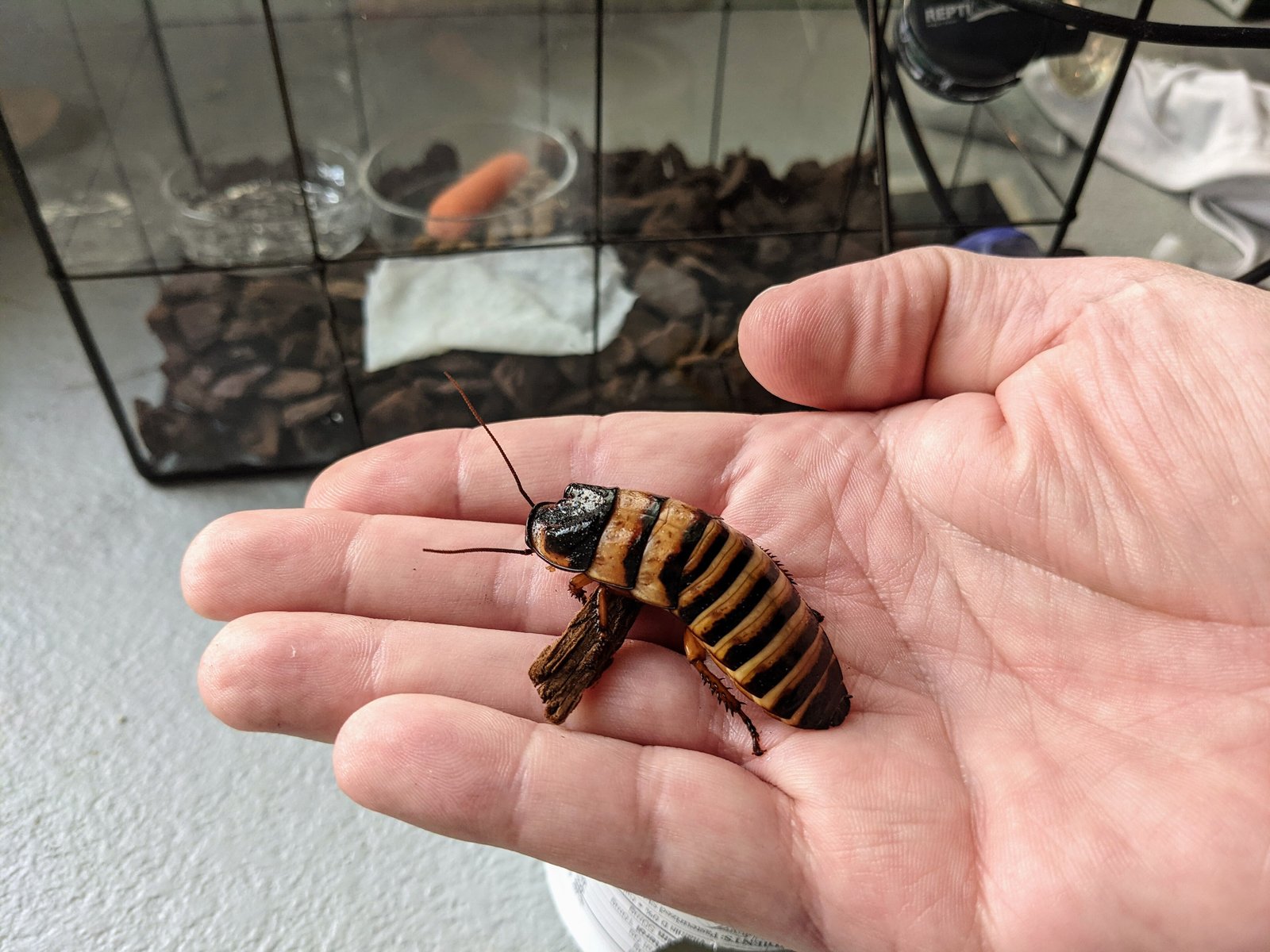 Halloween Hissing Cockroach (Elliptorhina javanica)