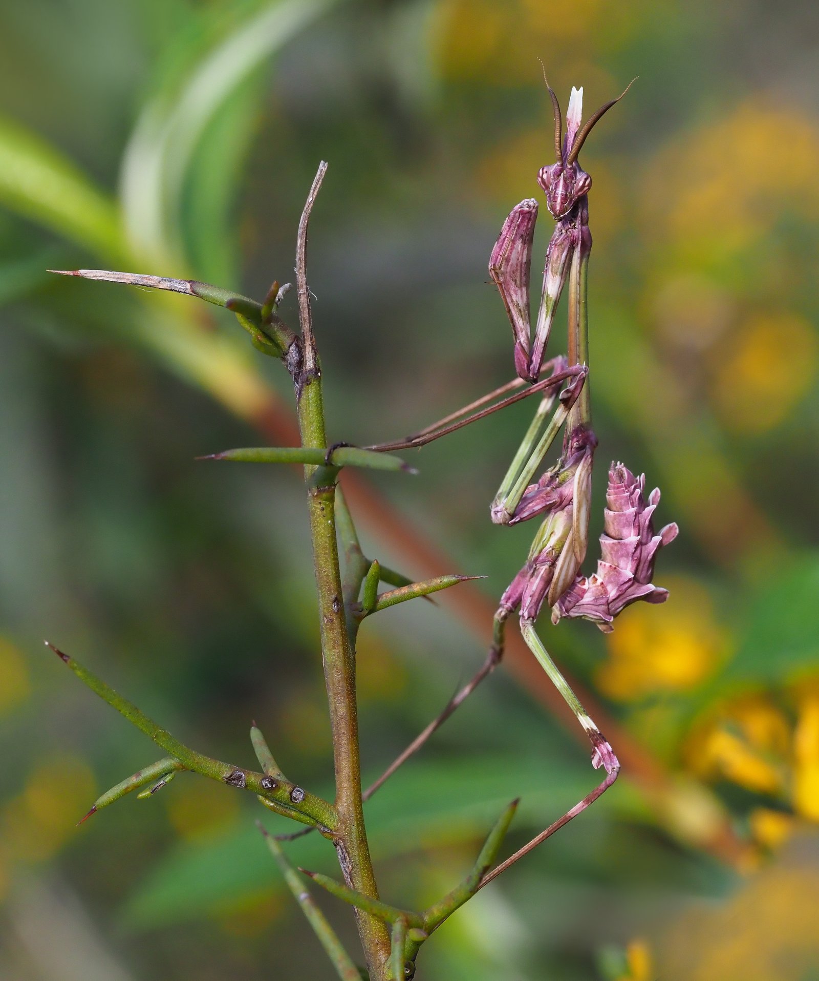Conehead Mantis (Empusa pennata)