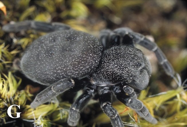 Ladybird Spider (Eresus sandaliatus)