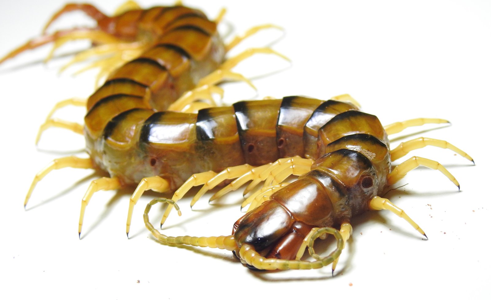 Australian Giant Centipede (Ethmostigmus rubripes)