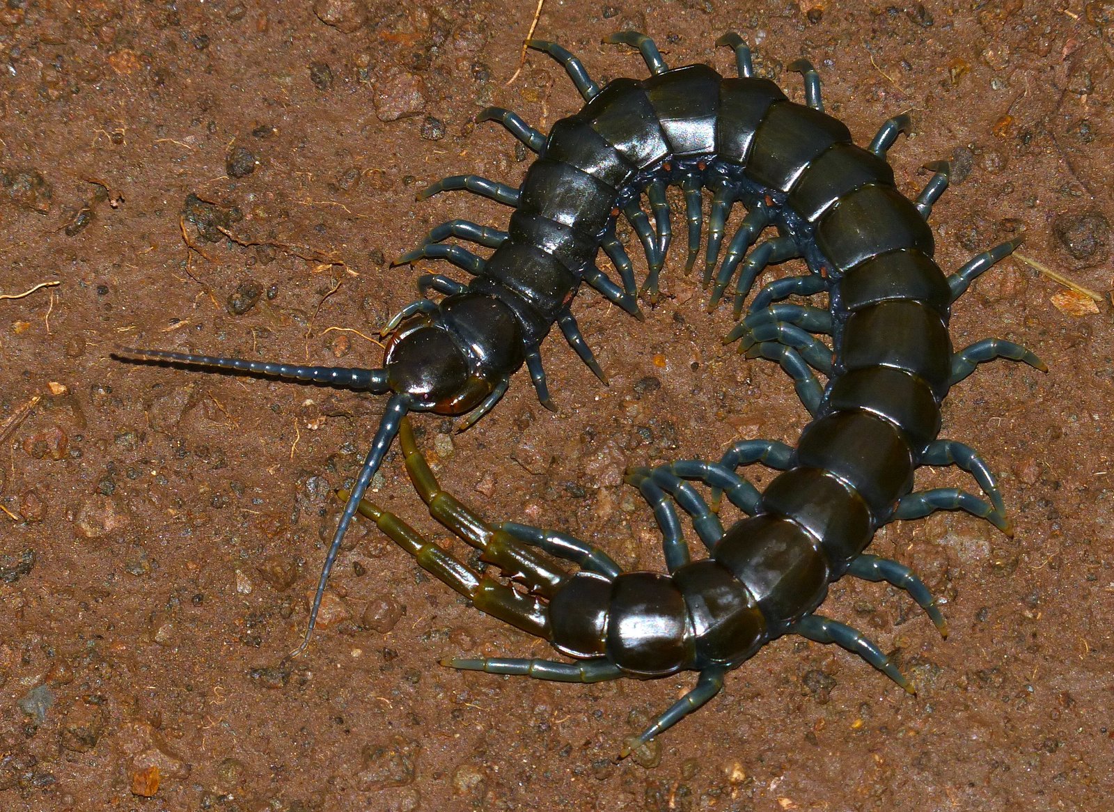 Yellow-Legged Centipede (Ethmostigmus trigonopodus)