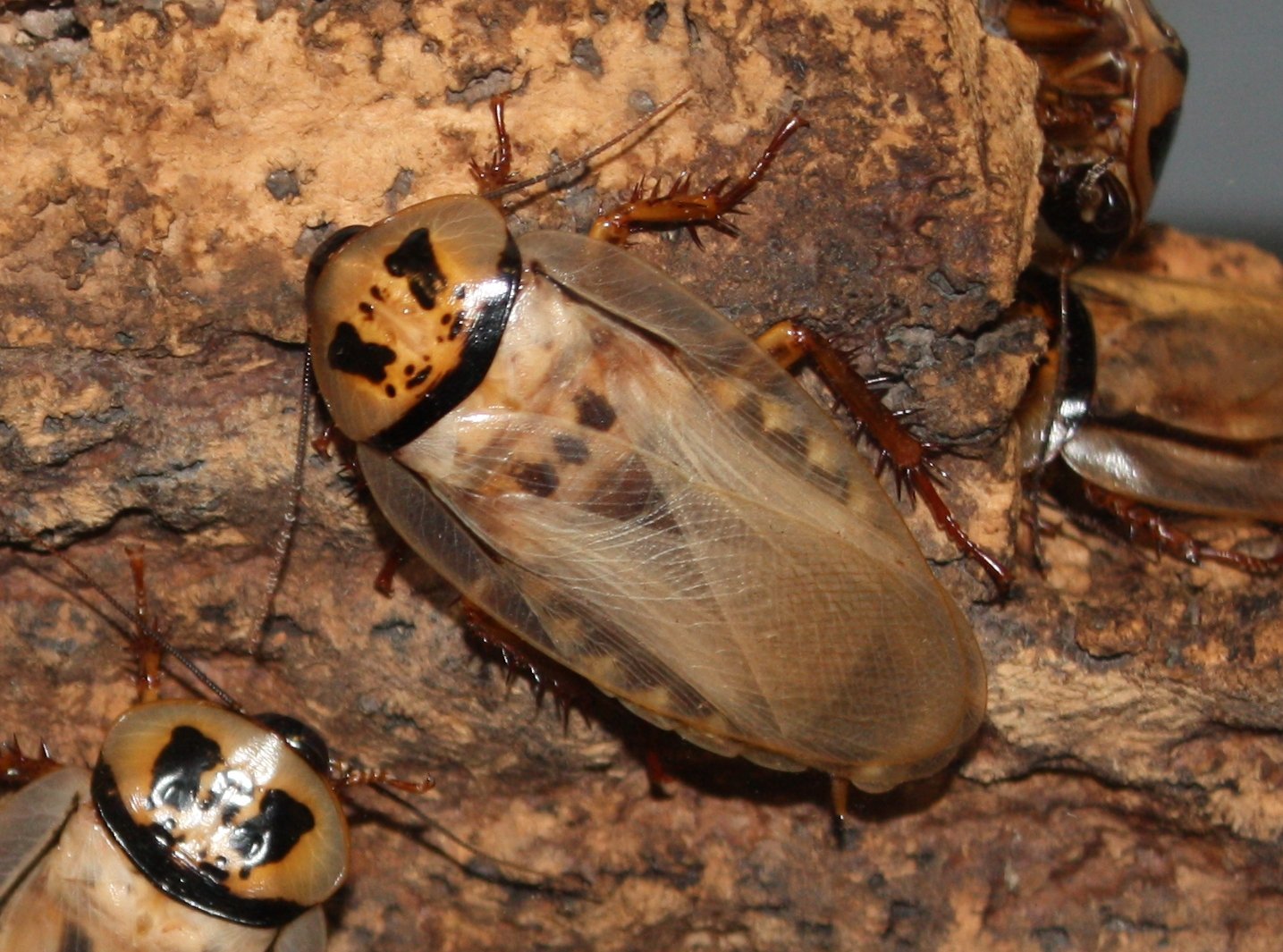 Orange-Head Roach (Eublaberus distanti)
