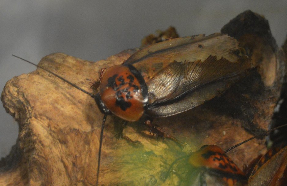 Orange Head Roach (Eublaberus posticus)