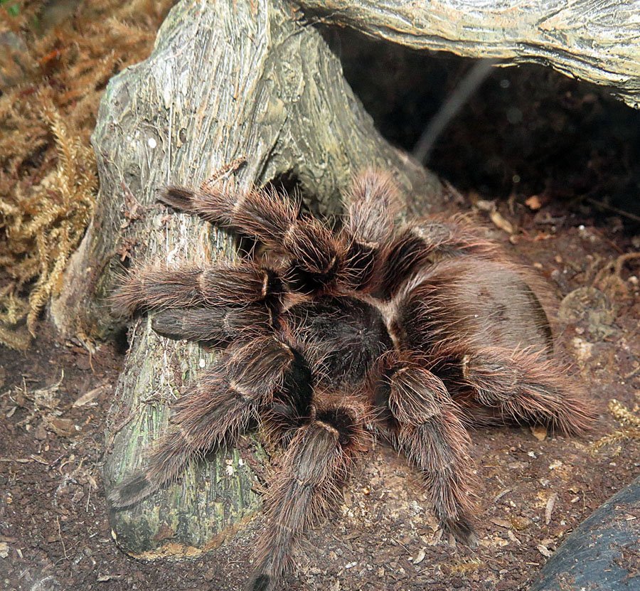 Eupalaestrus campestratus