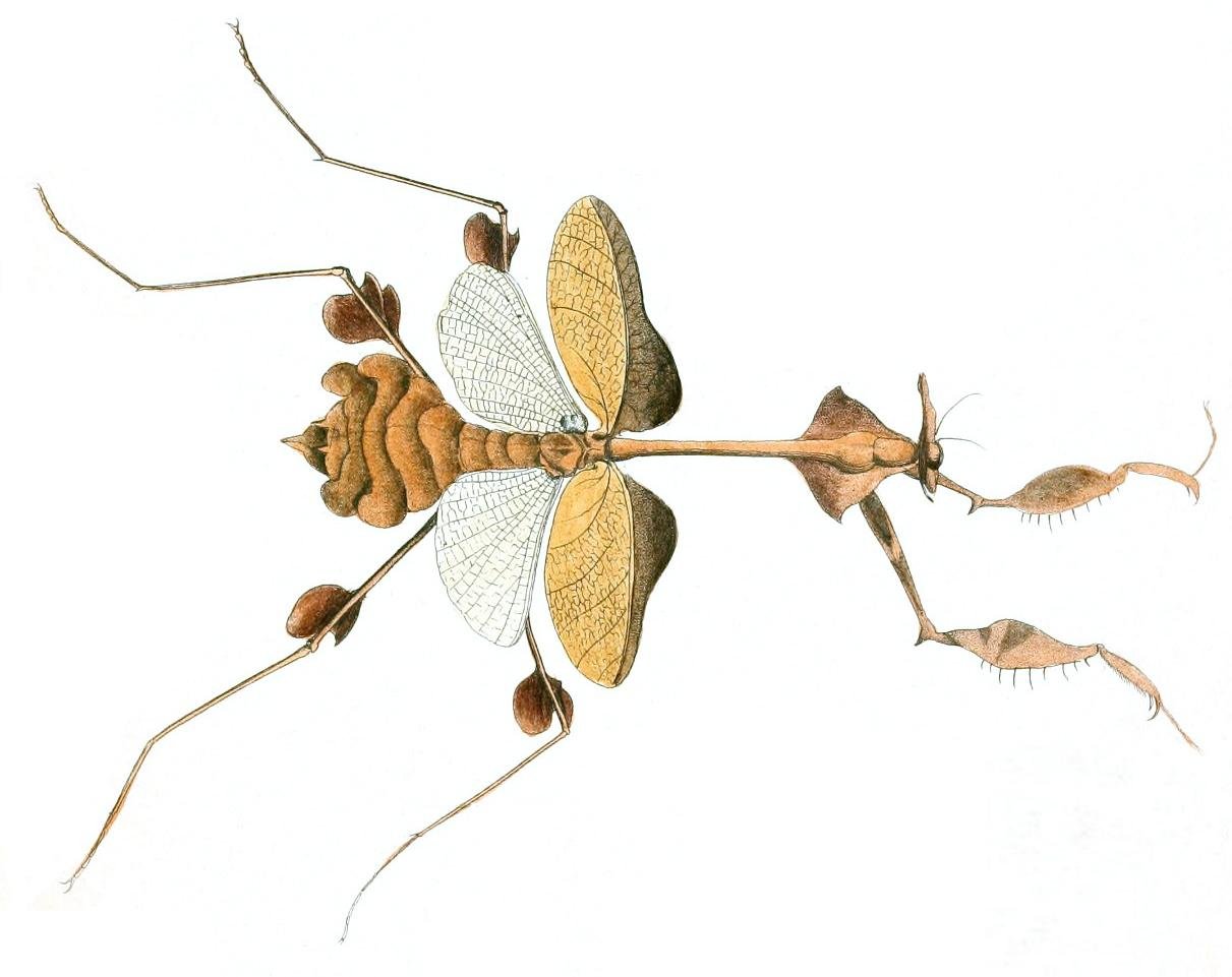 Wandering Violin Mantis (Gongylus gongylodes)