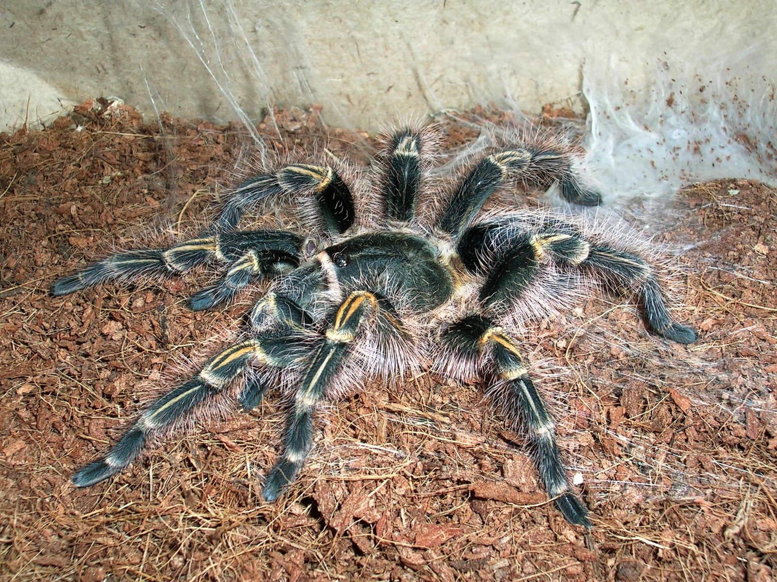 Grammostola pulchripes