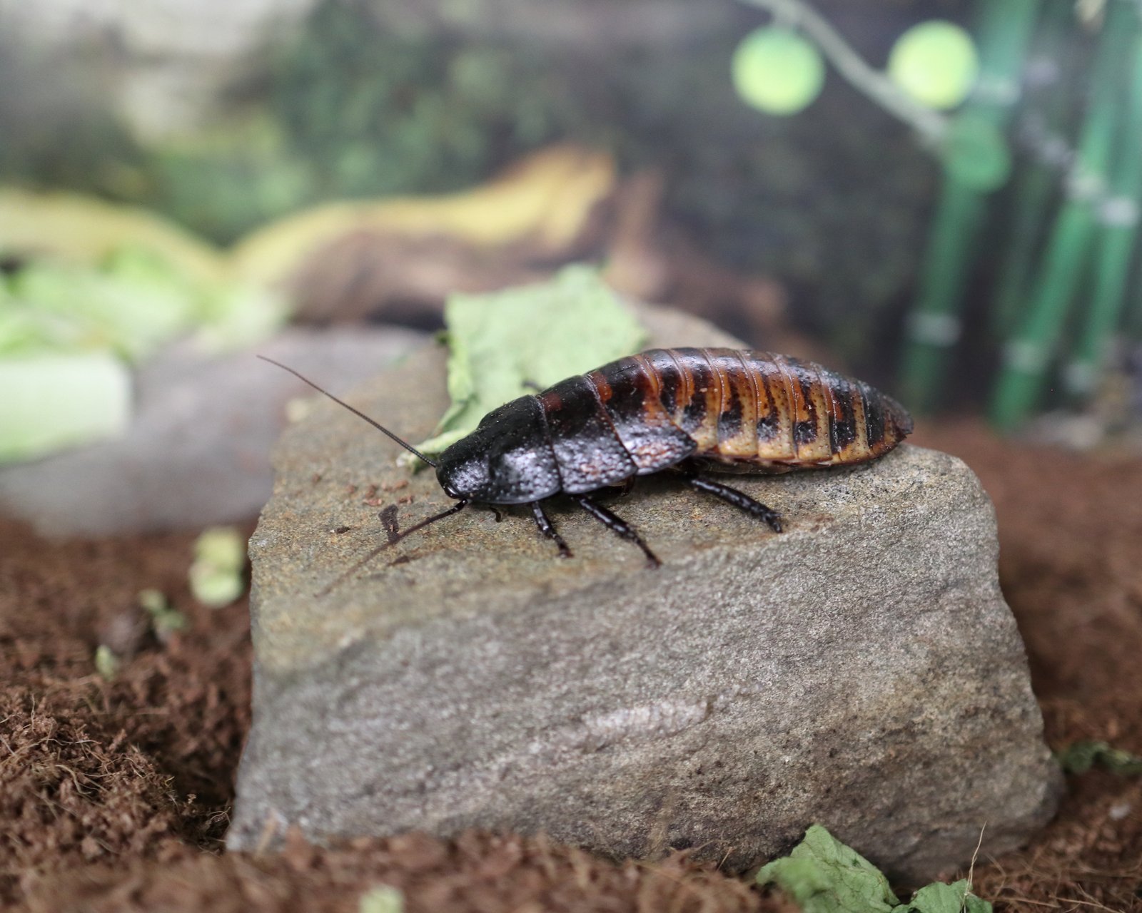 Madagascar Hissing Cockroach (Gromphadorhina portentosa)