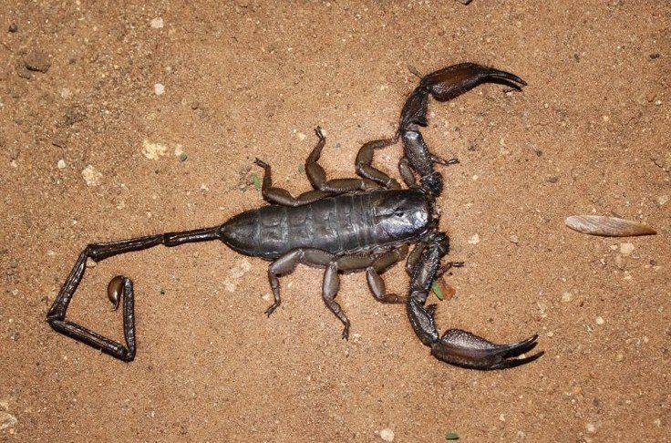 Flat Rock Scorpion (Hadogenes troglodytes)