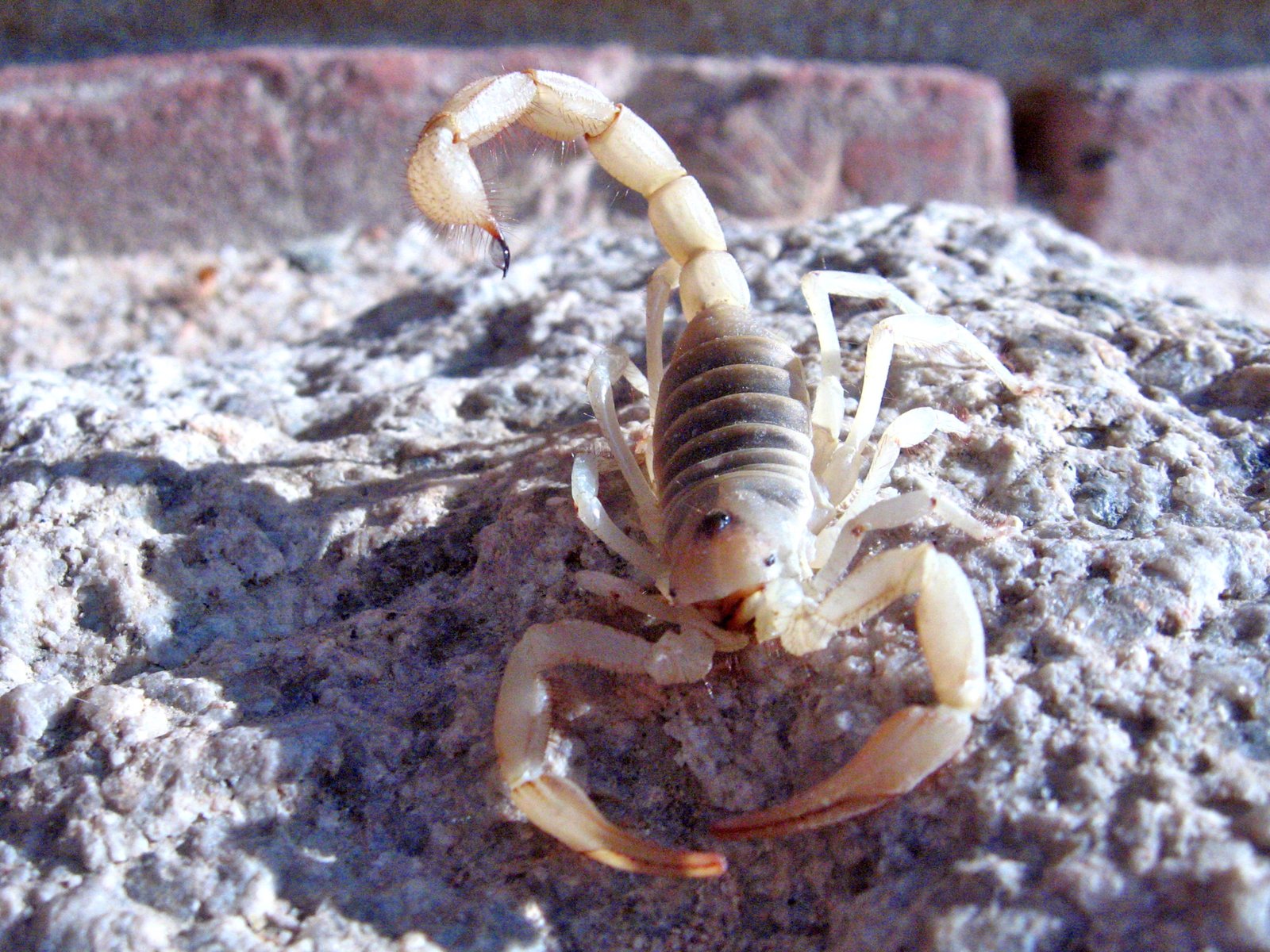 Arizona Desert Hairy Scorpion (Hadrurus arizonensis)