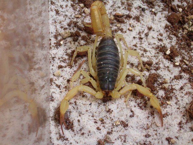 Black Hairy Scorpion (Hadrurus spadix)