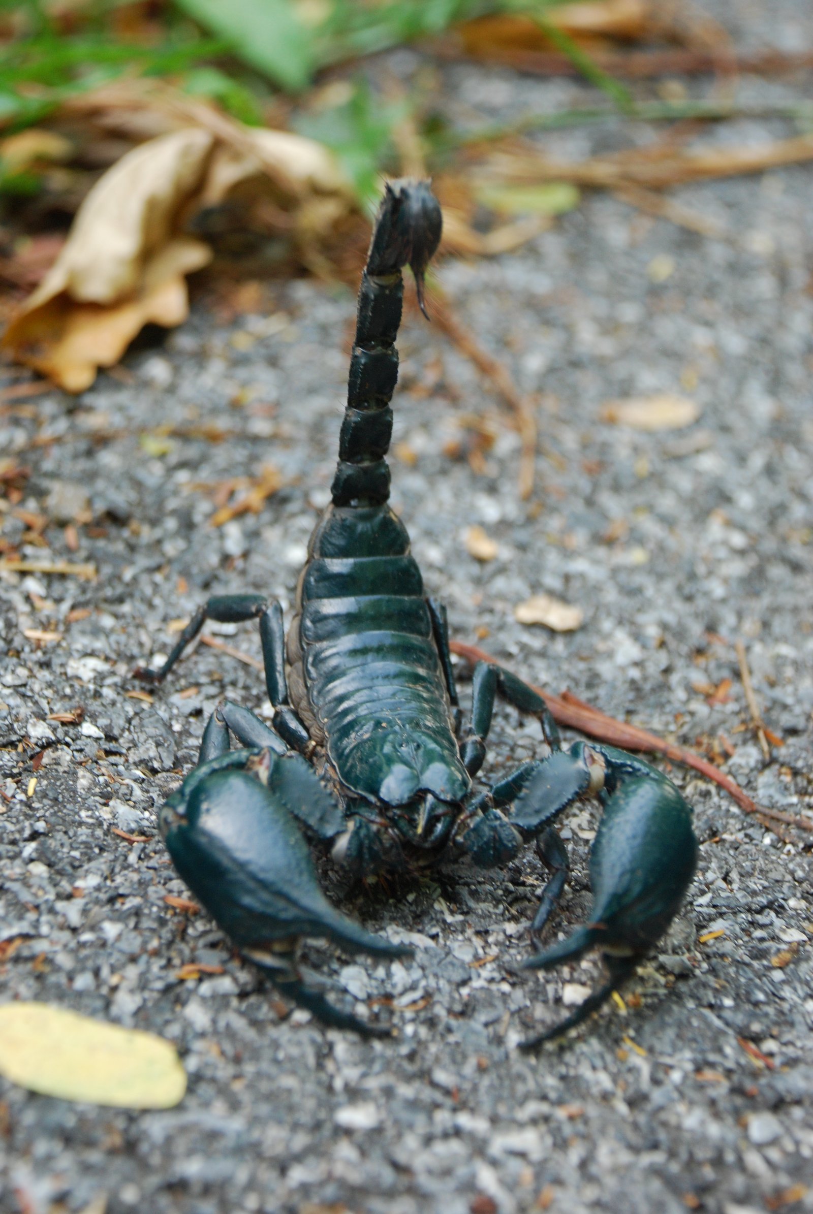 Vietnamese Forest Scorpion (Heterometrus laoticus)