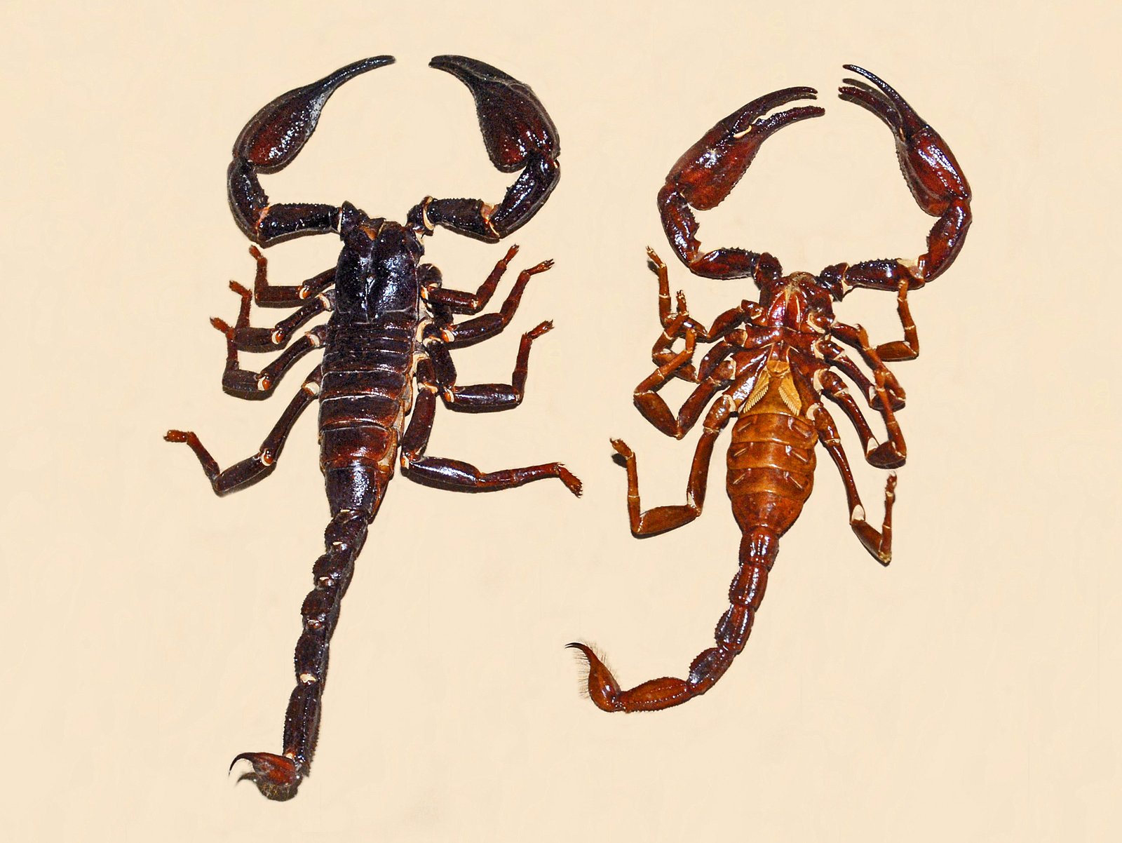 Longimanus Scorpion (Heterometrus longimanus)