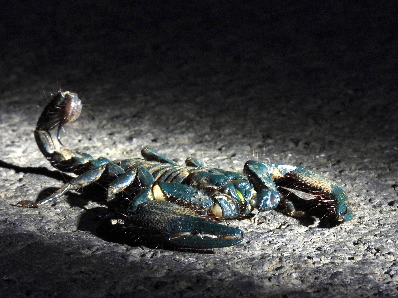 Asian Forest Scorpion (Heterometrus spinifer)