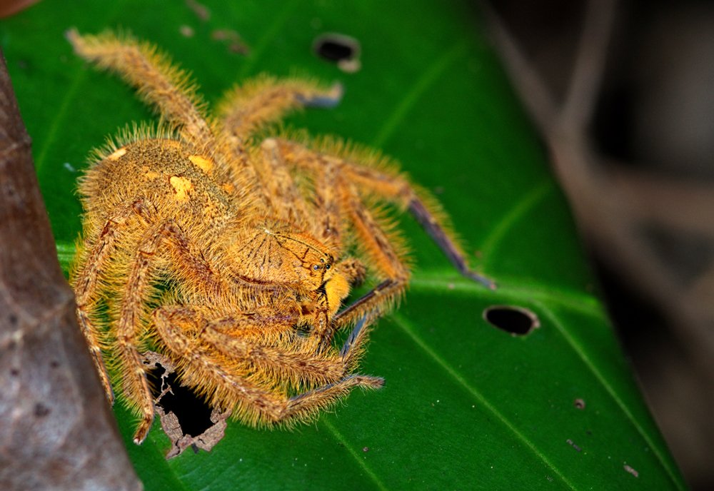 David Bowie Huntsman (Heteropoda davidbowie)