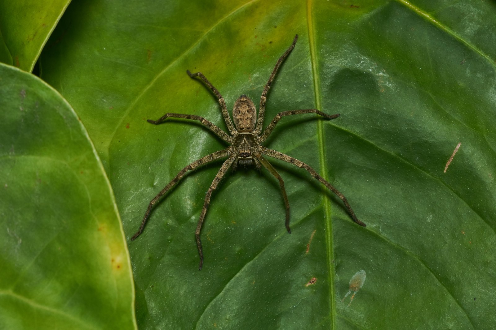 Huntsman Spider (Heteropoda venatoria)