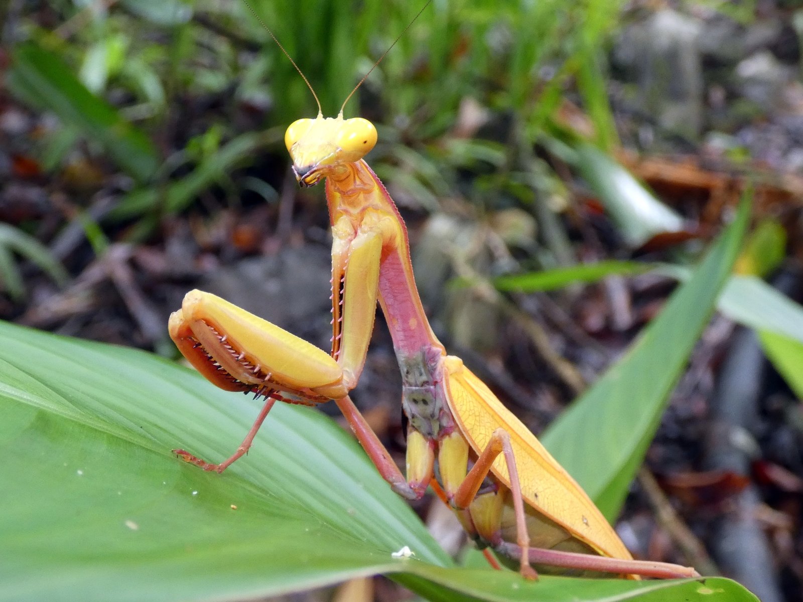 Giant Rainforest Mantis (Hierodula majuscula)